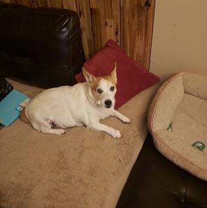 Meet your Posher, Frankie